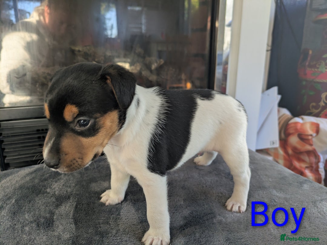 Jack Russell dogs for sale: Pure Jackrussells  - Advert 3