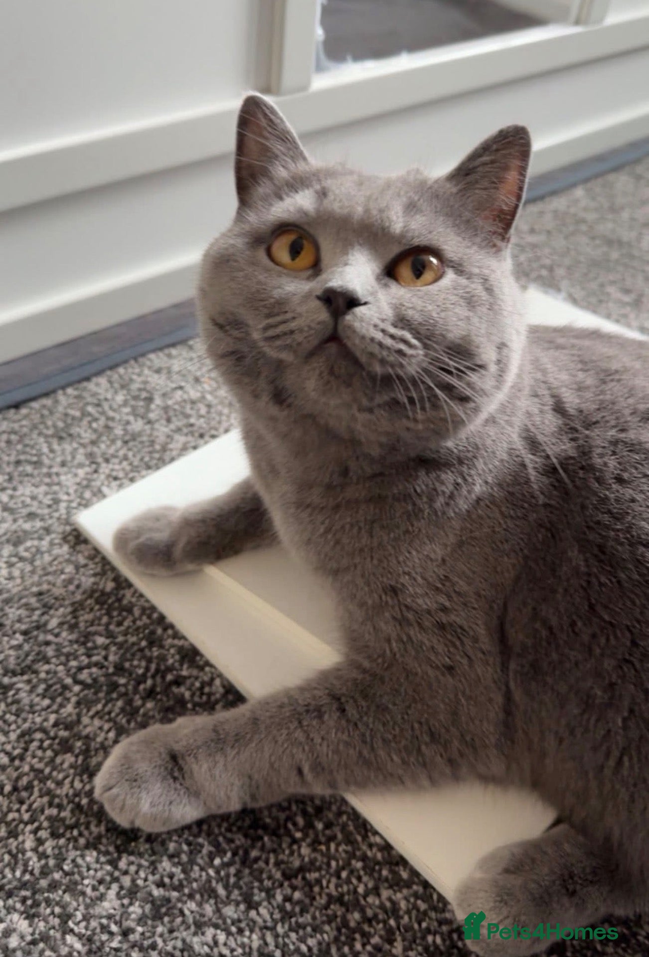 British Shorthair cats BSH female, gccf active can help with transport  - Advert 8