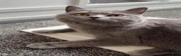 British Shorthair cats for sale: BSH female, gccf active can help with transport  - Advert 1