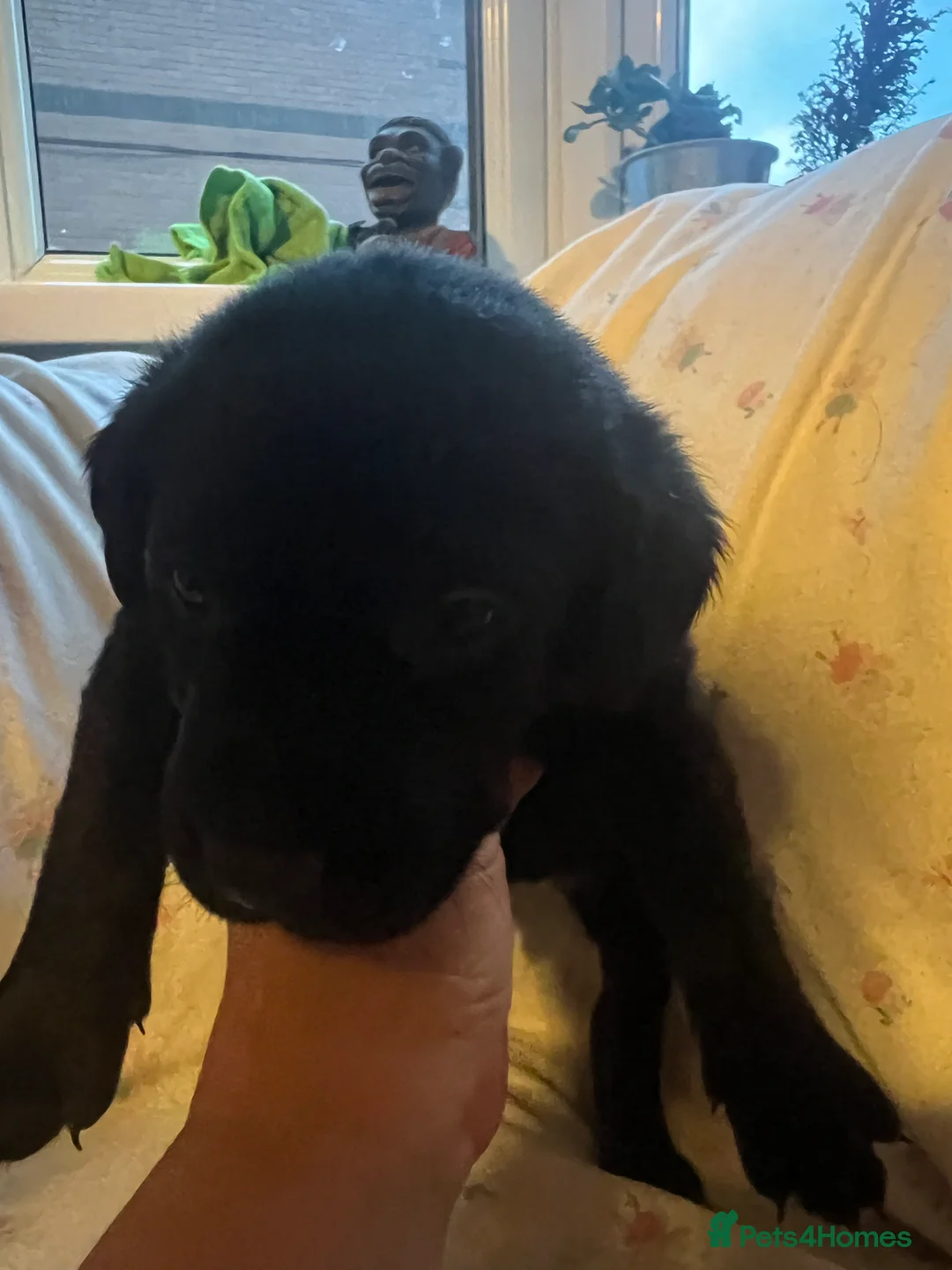 Labrador Retriever dogs for sale: KC Registered Labrador Puppies - Advert 7