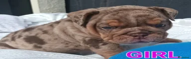 English Bulldog 5