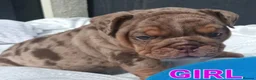 English Bulldog dogs for sale: Adorable English Bulldog Puppies in Plymouth - Advert 6