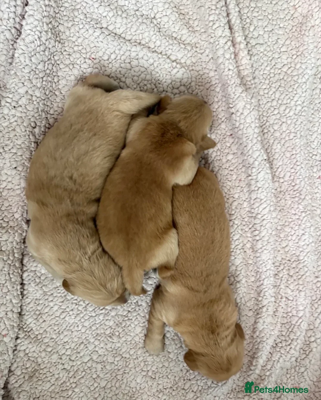 Golden Retriever dogs for sale: True Golden Retriever puppies-ready soon🐾✨ in Birmingham - Advert 6