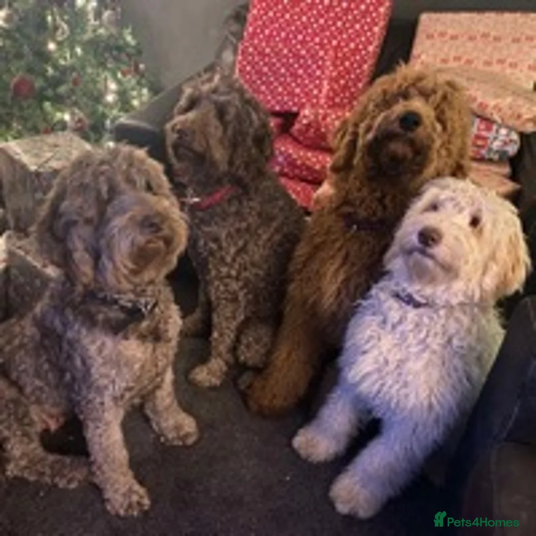 Goldendoodle dogs for stud: Goldendoodle Standard size (proven)  in Manchester - Advert 10