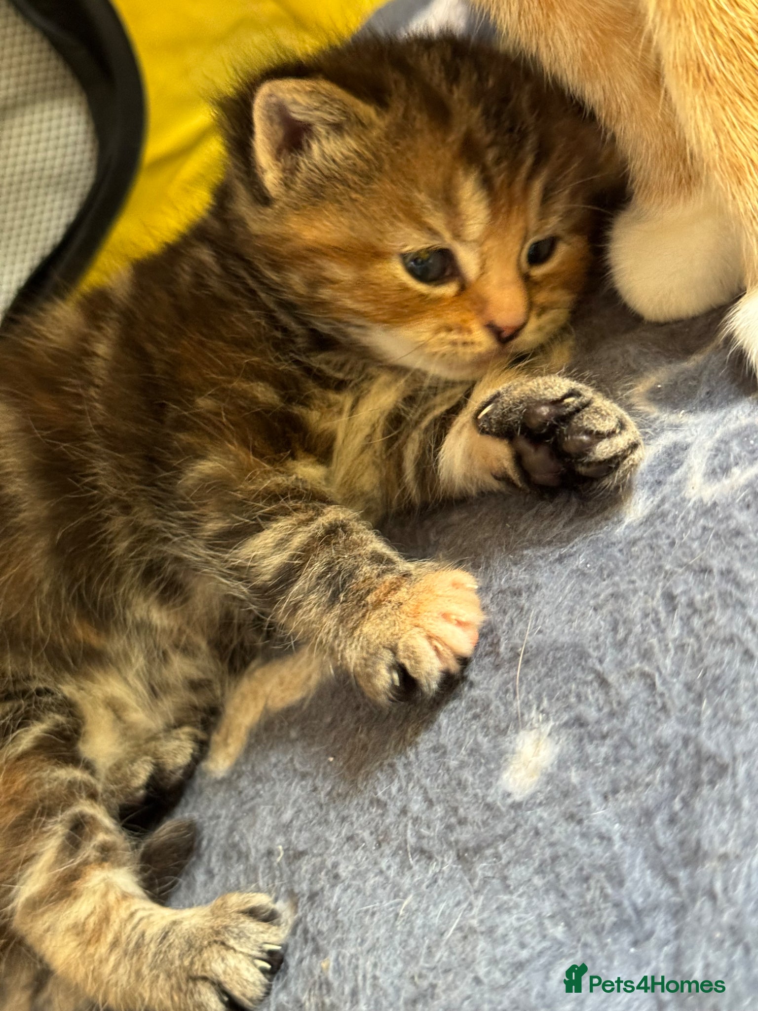 Mixed Breed cats  Beautiful half Maine coon kittens  - Advert 1