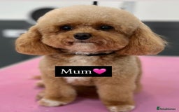 Cavapoo dogs for sale: F1b cavapoo babies - Advert 8