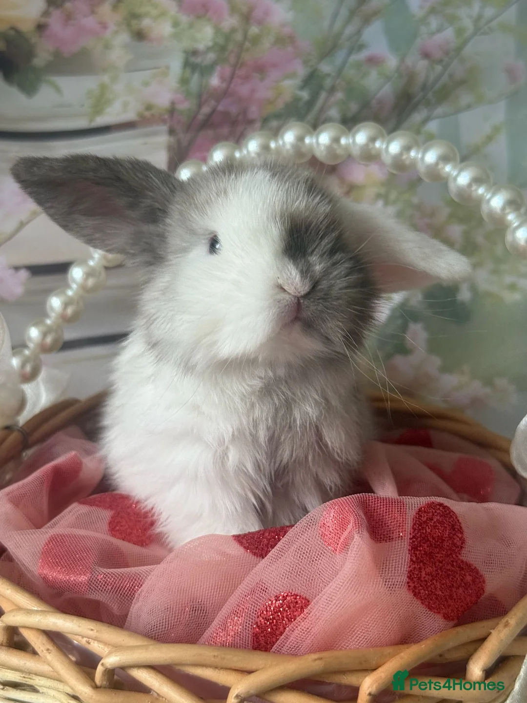 Mini Lop rabbits for sale: Pure bred mini lops  - Advert 5