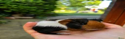 Guinea Pig rodents for sale: Baby guinea pigs, 3 pairs of male & 1 x females - Advert 7