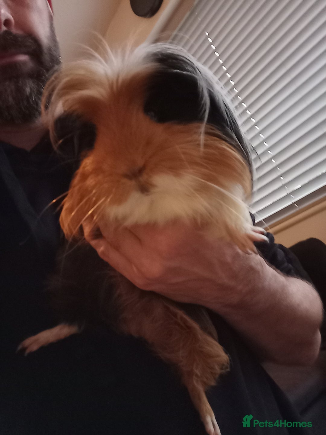 Guinea Pig rodents for sale: 2 male guinea pigs - Advert 3