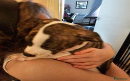Staffordshire Bull Terrier dogs for sale: Staffordshire bull terrier puppy  - Image 9