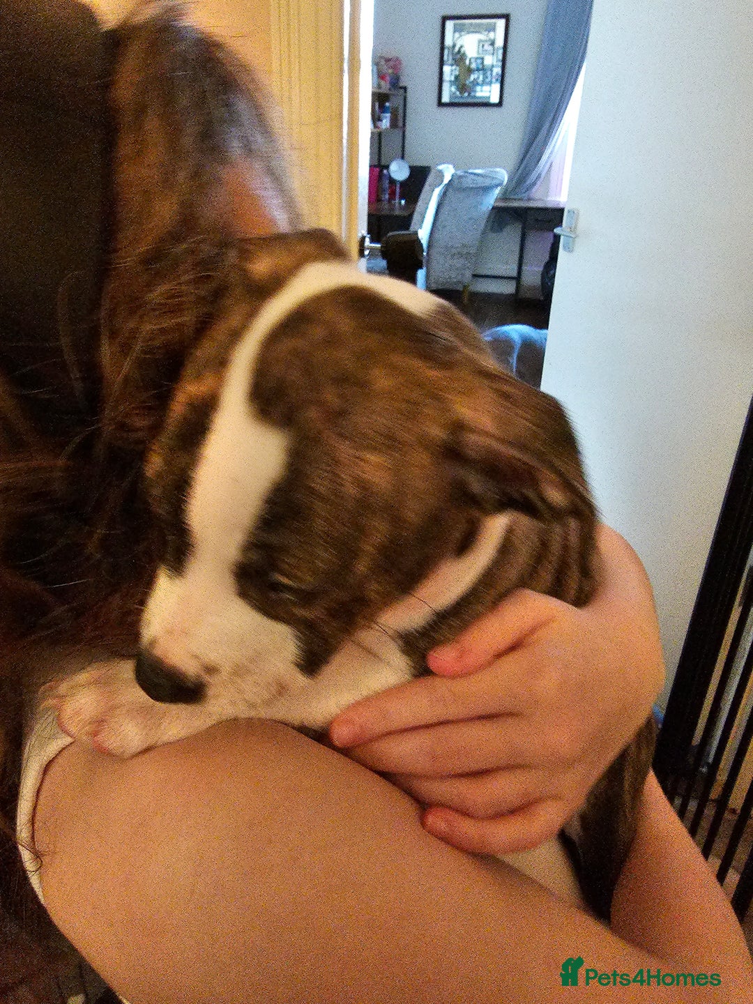 Staffordshire Bull Terrier dogs for sale: Staffordshire bull terrier puppy  - Image 9