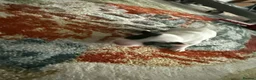 Jack Russell dogs for sale: Panda&Pinoqio - Advert 4