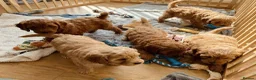 Cavapoo dogs for sale: Cavapoo puppies  in Stirling - Advert 10