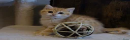 British Shorthair cats for sale: Gorgeous BSH GOLDEN BOYS TICA reg - Advert 12