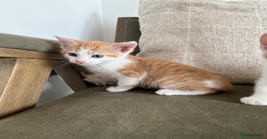 Mixed Breed cats in Cullompton - Advert 8