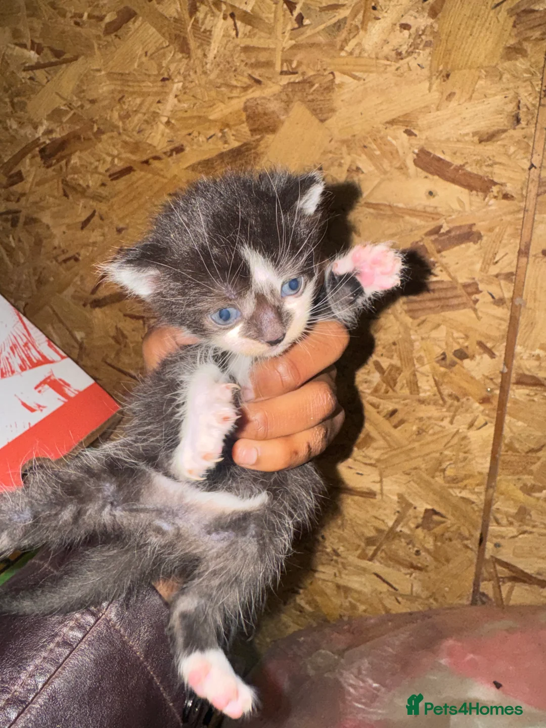Domestic Shorthair cats for sale: Beautiful Black and White Kittens. in Guildford - Advert 3