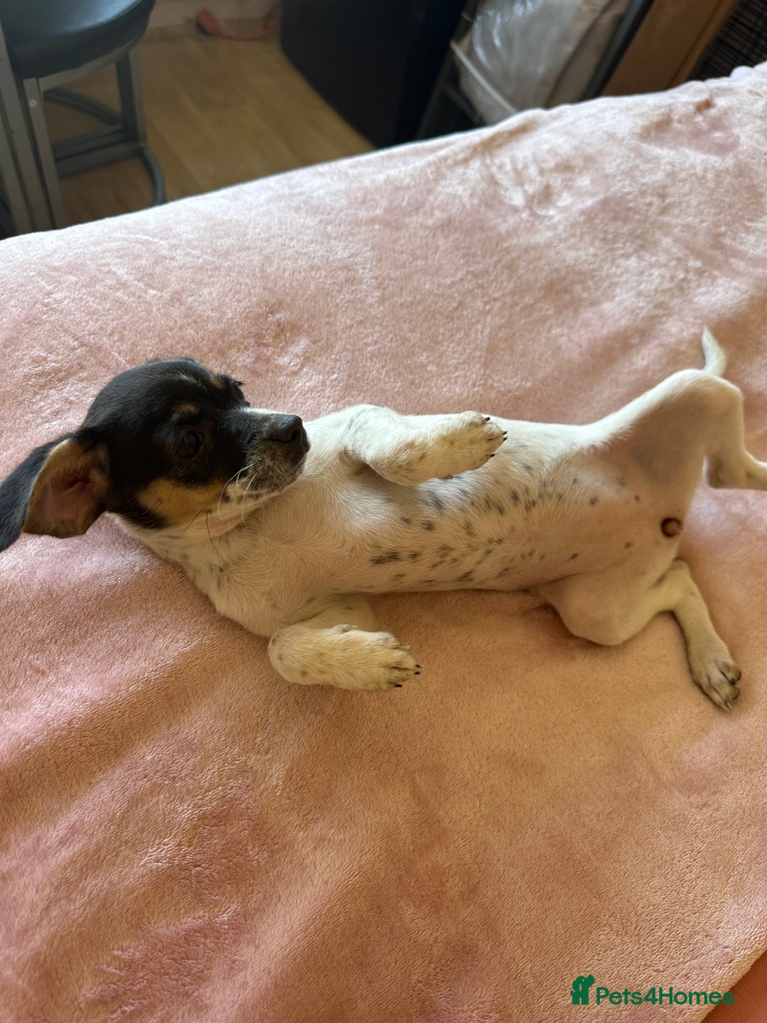 Jack Russell dogs for sale: Jack Russell Girl  - Image 4