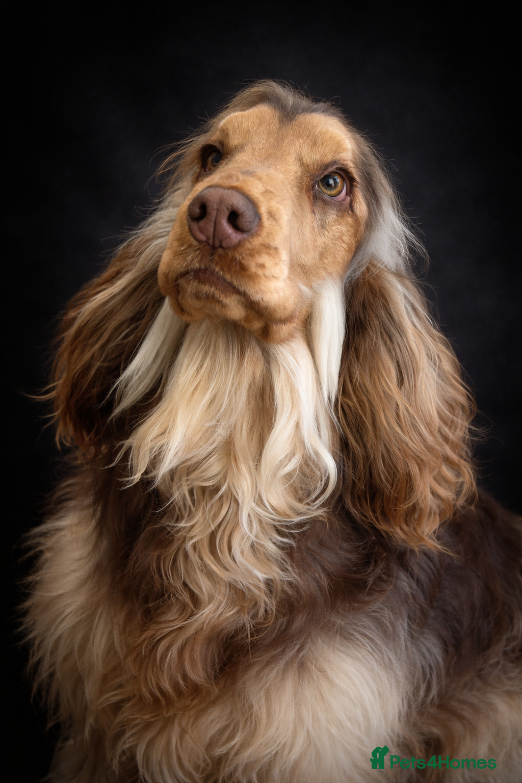 Cocker Spaniel dogs Stunning Chocolate sable show cocker for stud  - Advert 2