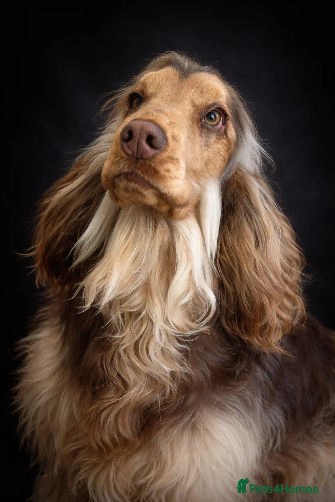 Cocker Spaniel dogs for stud: Stunning Chocolate sable show cocker for stud  - Advert 1