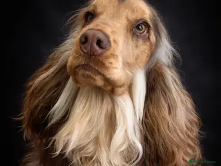 Cocker Spaniel dogs Stunning Chocolate sable show cocker for stud - Advert 2