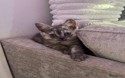 Persian cats for sale: Mother and baby kitten  - Image 7