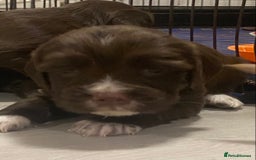 Cocker Spaniel dogs for sale: Cocker spaniel pups  - Advert 10