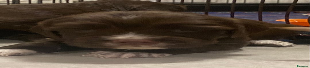 Cocker Spaniel Puppy 2