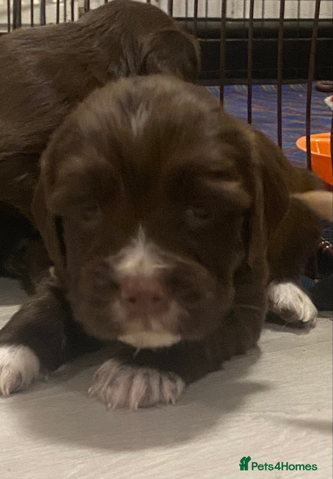 Cocker Spaniel dogs for sale: Cocker spaniel pups  - Advert 10