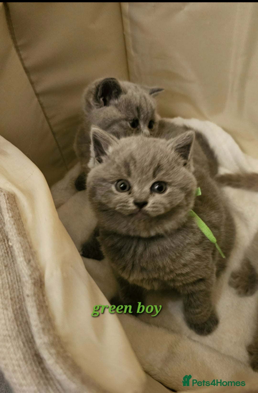 British Shorthair cats for sale: 🐾 Beautiful British Shorthair Kittens for Sale 🐾 - Advert 8