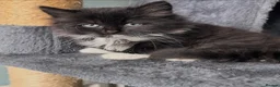 Mixed Breed cats for sale: Ready now Beautiful long haired kittens  - Advert 4