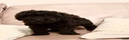 Toy Poodle dogs for sale: Kc toy poodle puppies  - Advert 7