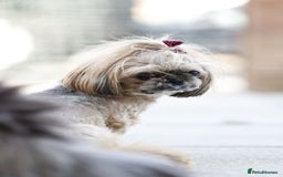 Shih Tzu dogs for sale: Miniature imperial shih tzu - Image 3