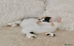 Mixed Breed cats for sale: Ragdoll X Maine Coon Kittens - Image 4