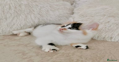 Mixed Breed cats - Advert 10