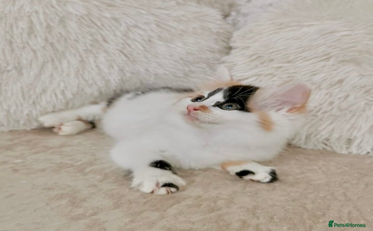 Mixed Breed cats - Advert 6