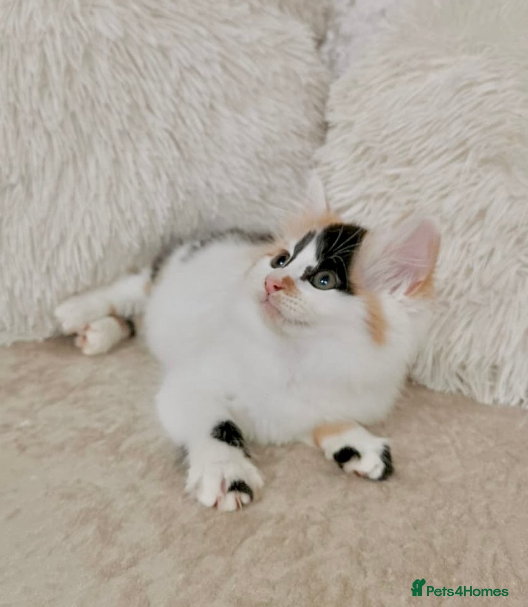 Mixed Breed cats for sale: Ragdoll X Maine Coon Kittens - Image 4