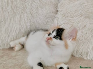 Mixed Breed cats - Advert 22