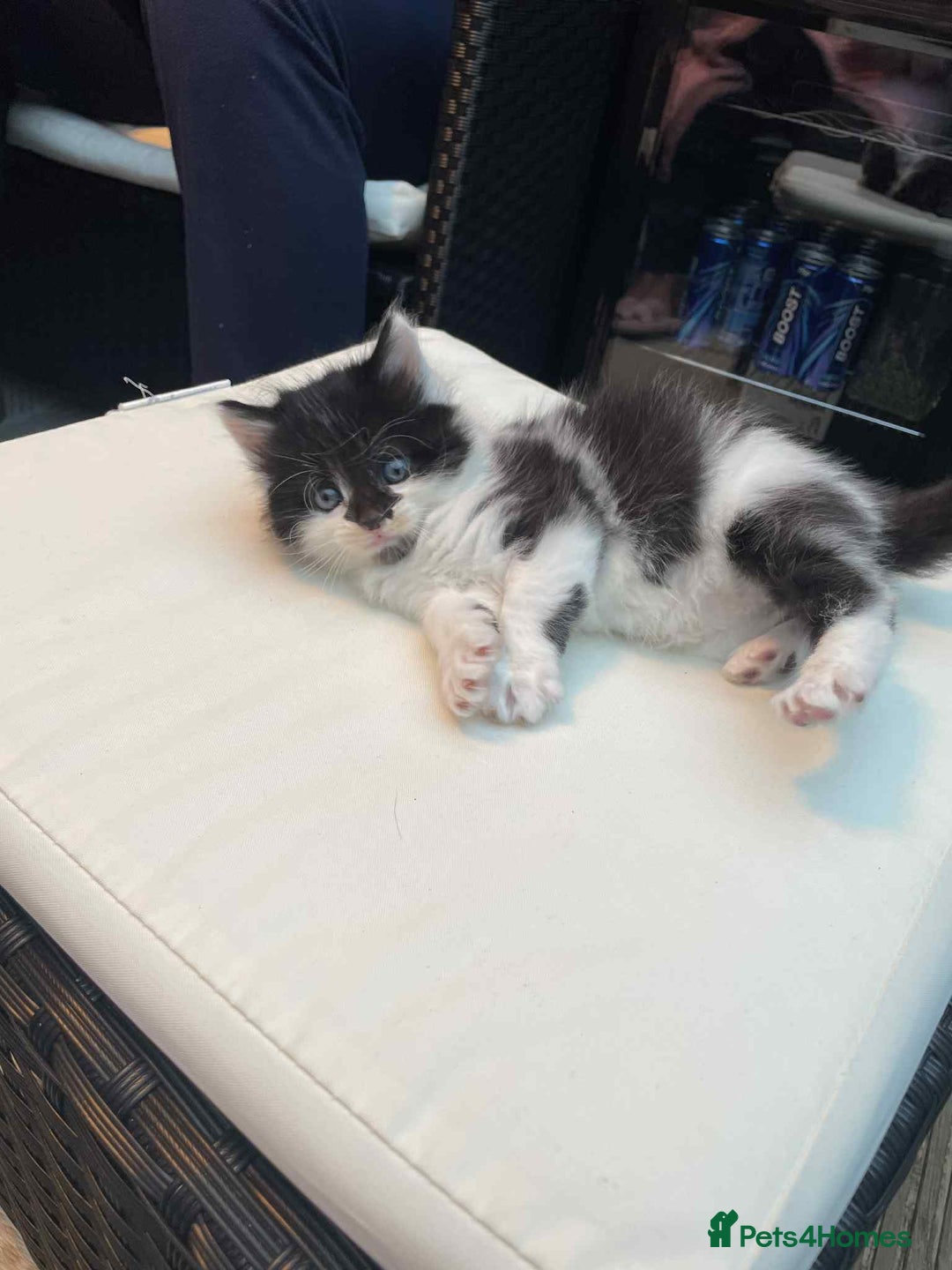 Mixed Breed cats for sale: Lovely boy for sale - Advert 11