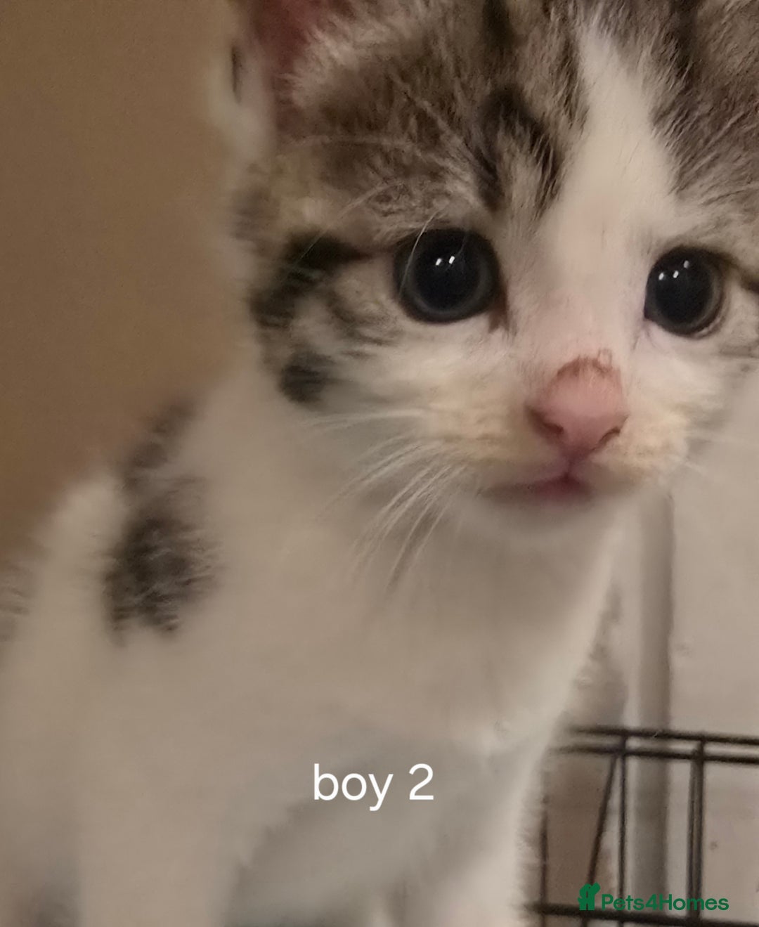 Mixed Breed cats for sale: Kittens  - Image 6