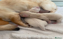 Dachshund dogs for sale: Stunning male Dachshund puppies  - Image 26