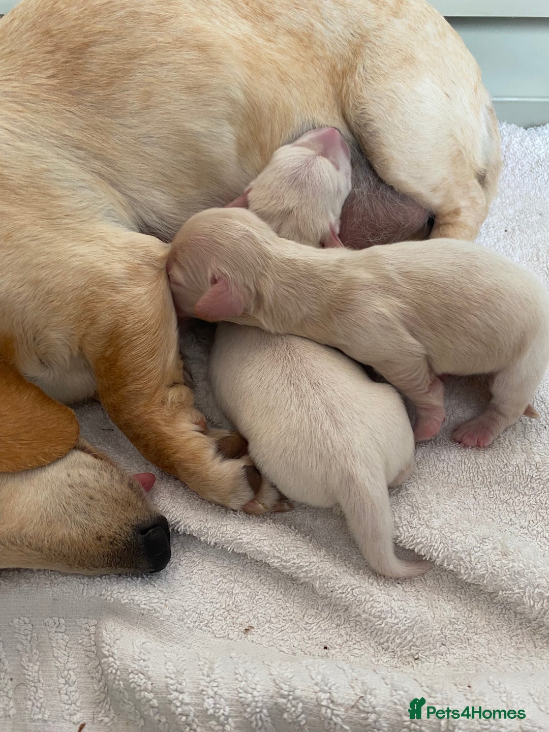 Dachshund dogs for sale: Stunning male Dachshund puppies  - Image 26
