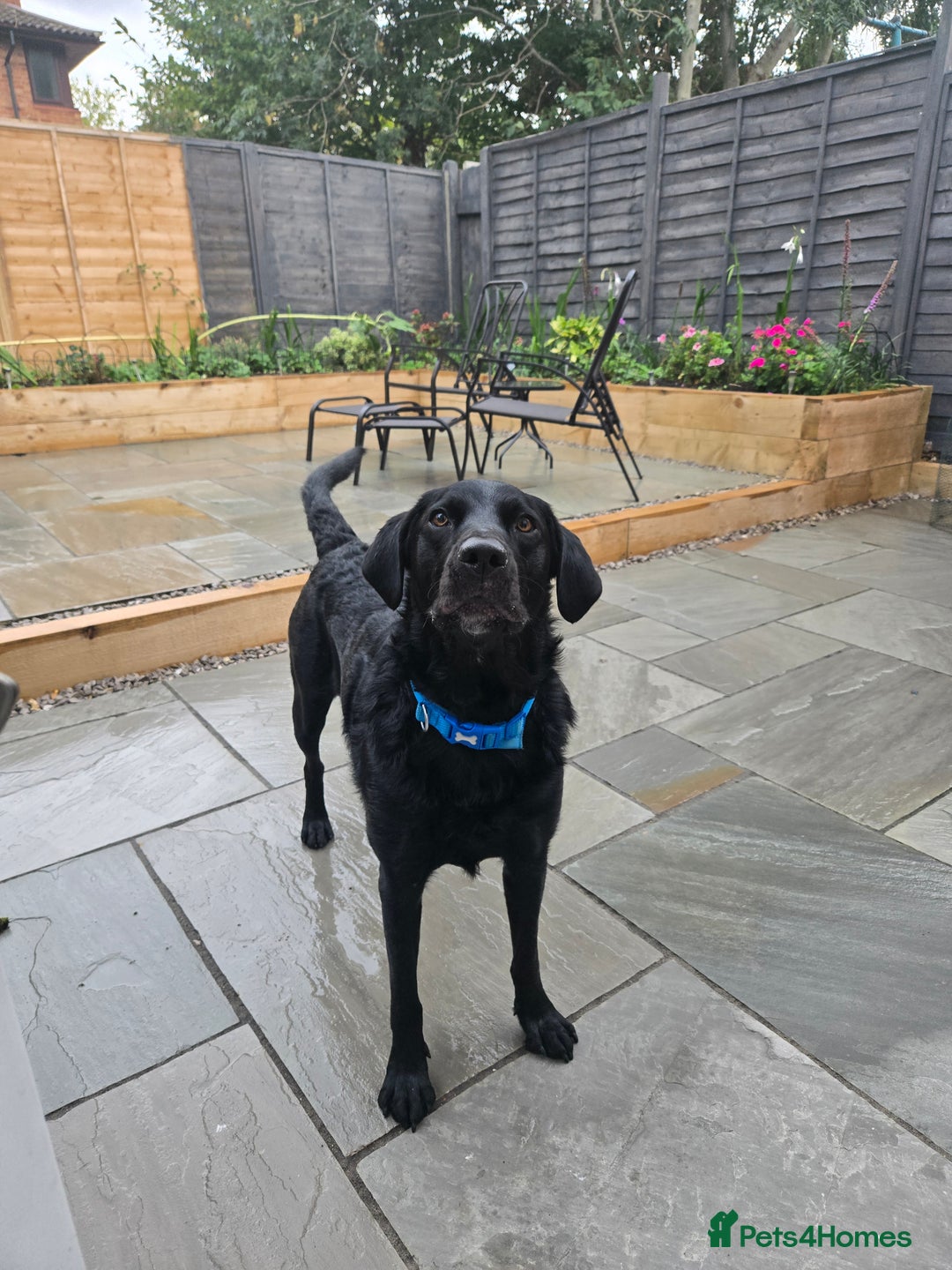 Mixed Breed dogs for adoption: Lab/Collie  - Advert 1