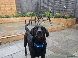 Mixed Breed dogs Lab/Collie - Advert 14