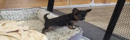 Yorkshire Terrier dogs for sale: Yorkshire Terrier puppies  from Licensed Breeder  - Advert 14