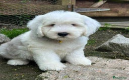 Sheepadoodle dogs for sale: unique sheepadoodles due - Image 5