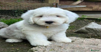 Sheepadoodle dogs - Advert 7