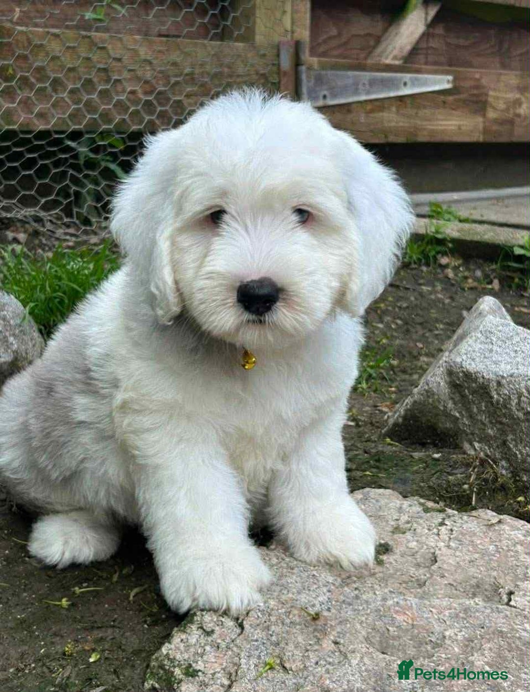 Sheepadoodle dogs for sale: unique sheepadoodles due - Image 5