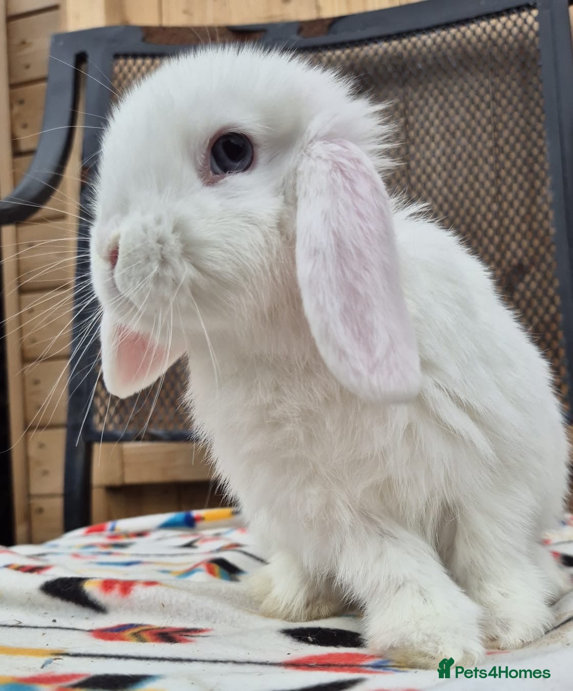 Mini Lop rabbits Mini lops  1 doe left 3 bucks  - Advert 1