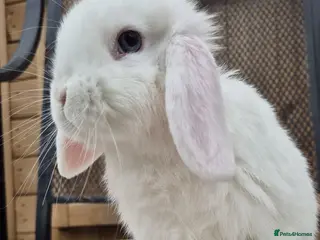 Mini Lop rabbits Mini lops 2 bucks - Advert 2
