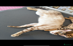 Bengal cats for sale: Beautiful bengal kittens - Image 4